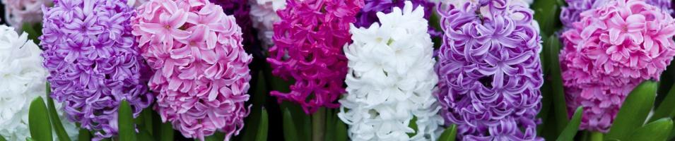 Chelsea Flower show